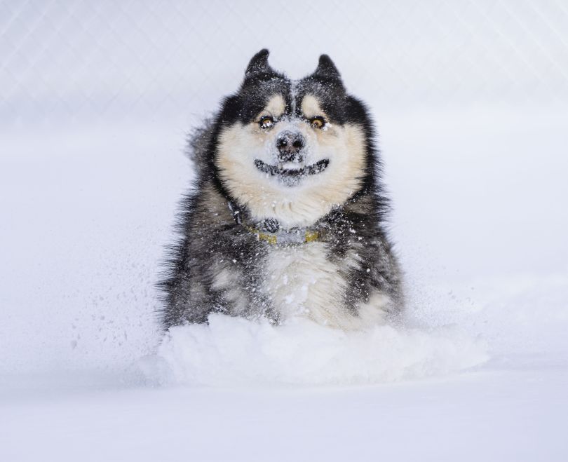 冲过雪©Marko Jovanovic / Animal Friends喜剧宠物