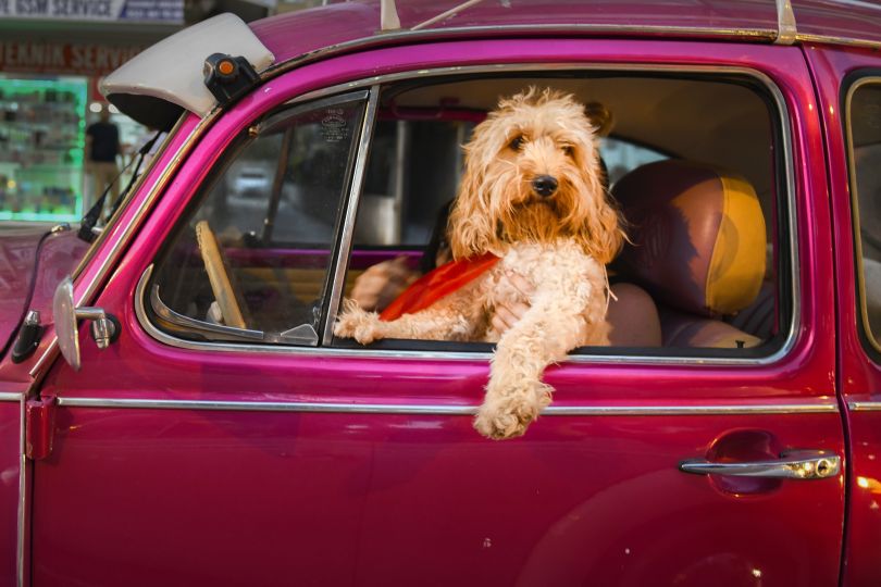 司机狗©Mehmet Aslan / Animal Friends喜剧宠物