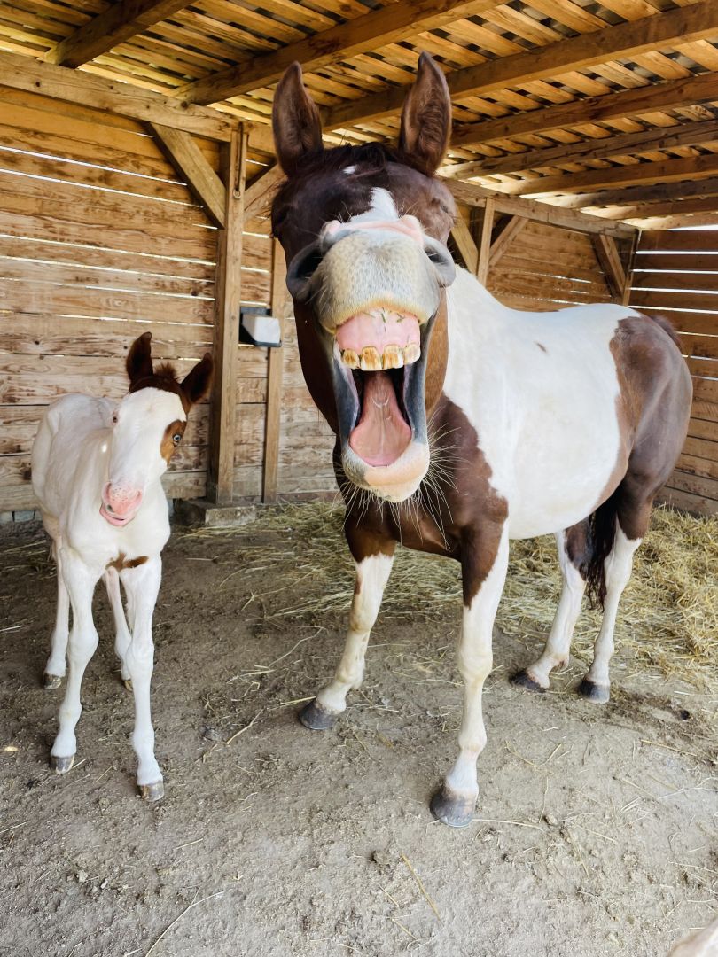 快乐，快乐的马©Radim Filipek / Animal Friends喜剧宠物