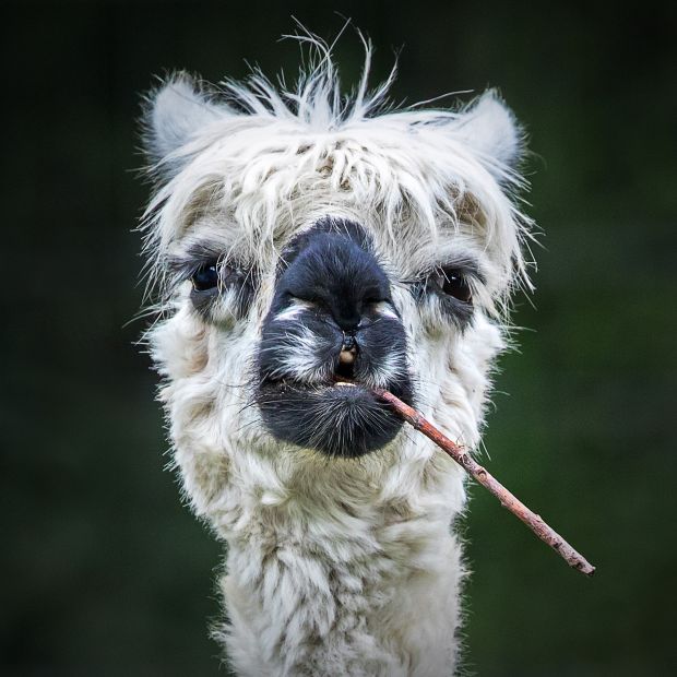 吸烟的羊驼©Stefan Brusius / Animal Friends喜剧宠物