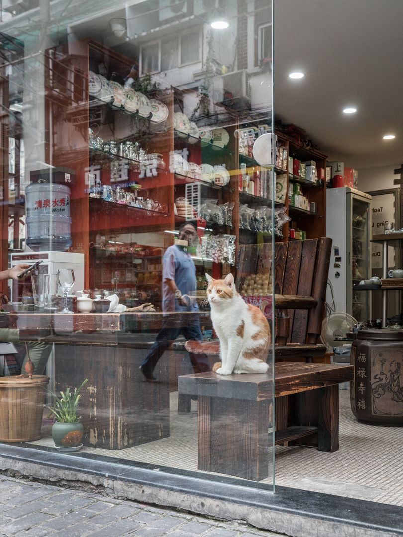 来自系列，中国的商店猫©Marcel Heijnen