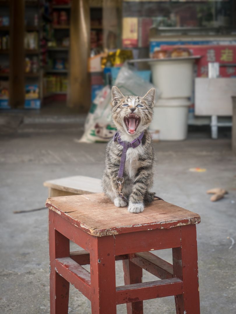 来自系列，中国的商店猫©Marcel Heijnen
